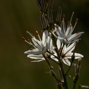 des asphodèles blanches