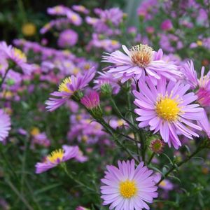 des asters violets