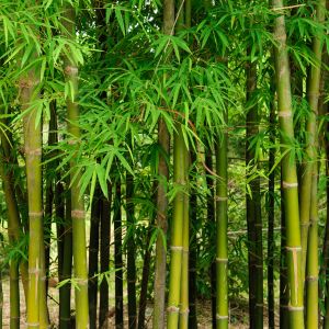 des bambous verts