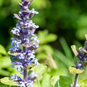 des bugles bleues aux nuances violettes