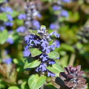 des bugles bleues