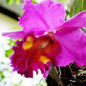 la cattleya rose