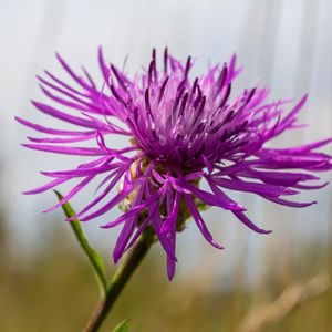 la centaurée violette