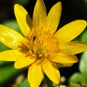 la chélidoine jaune