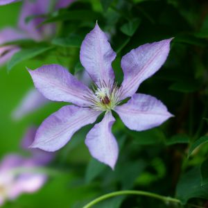 Une clématite violette aux nuances de blancs