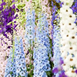 des delphiniums colorés