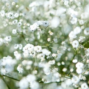 des gypsophyles blanches