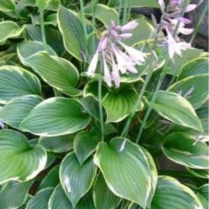 des hostas aux petites fleurs violettes