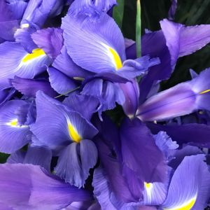 des iris bleus aux nuances de violets