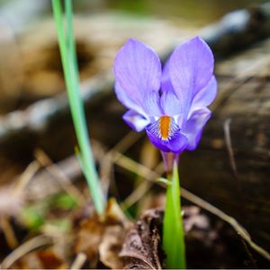 l'iris nain violet