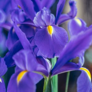 des iris violets