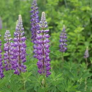 le lupin violet