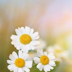 des marguerites blanches