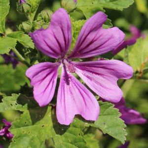 la jolie fleur mauve