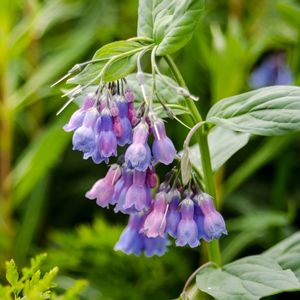 le mertensia maritima violet