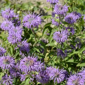 les monardes violettes