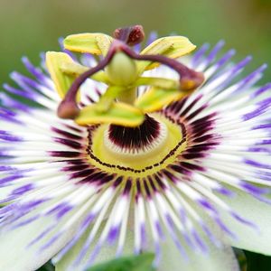 la passiflore sous diverses couleurs et nuances : blanc, violet, jaune