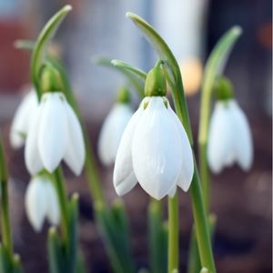 des perce neige blanches