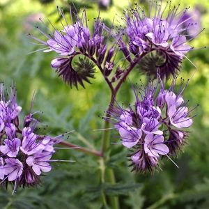 des phacélies violettes