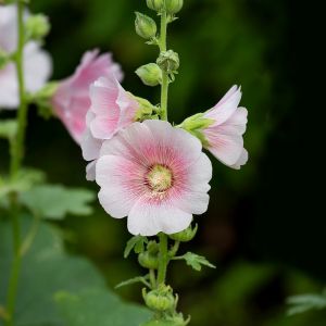 des roses trémières roses aux nuances de blancs