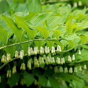 des seaux de salomon blancs aux feuilles vertes