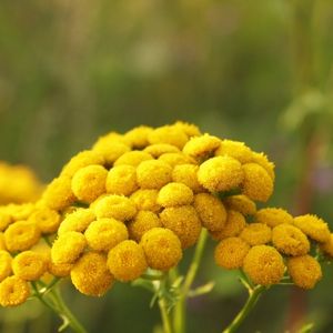 des tanaisies jaunes