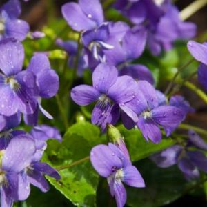 des fleurs violettes