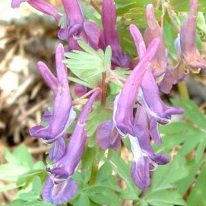 les corydales mauves