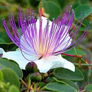 le câprier épineux blanc aux épines violettes