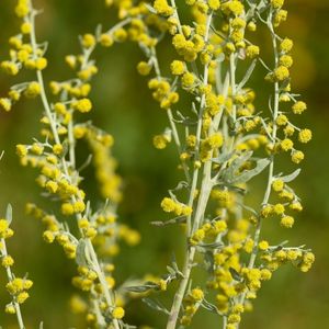 Des absinthes jaunes