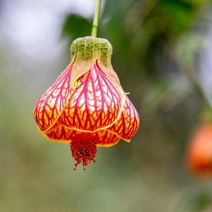 Un abutilon à feuilles marbrées rouges aux nuances de blancs