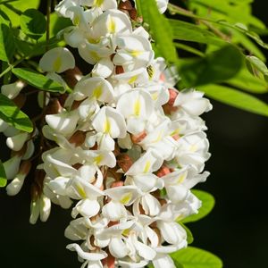 des acacias blanches