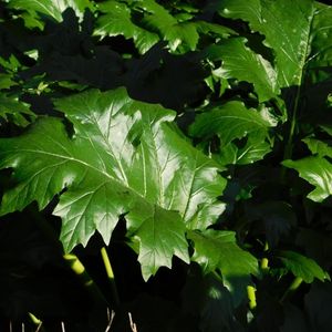 des acanthes à feuilles molles vertes