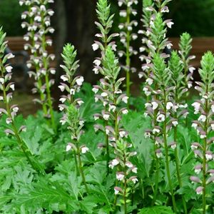 des acanthes à feuilles épineuses blanches