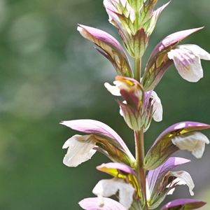 des acanthes blanches aux nuances de mauves