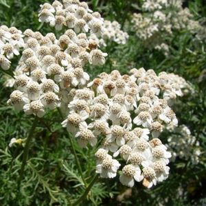 Achillée à feuilles de Camomille blanches