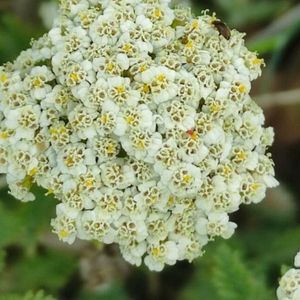 des achillées odorantes blanches