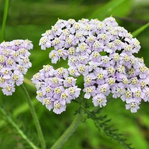 des achillées mauves