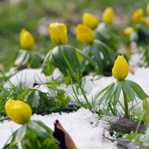 des aconits d'hiver jaunes