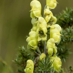 des aconits vénéreux jaunes