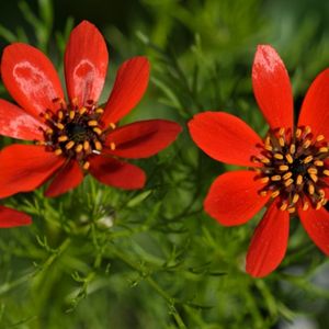 Les adonis flammées rouges