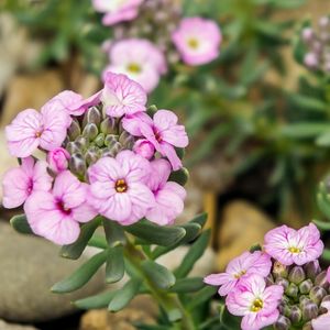 des aethionémas des rochers roses