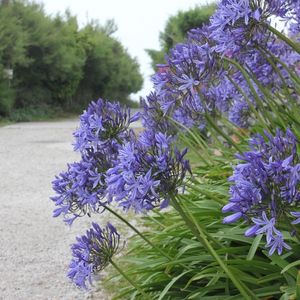 des agapanthes violettes