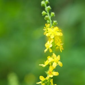 l'aigremoine jaune