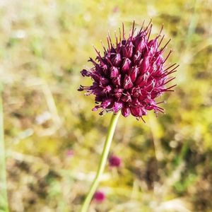 L'ail à tête ronde fuchsia