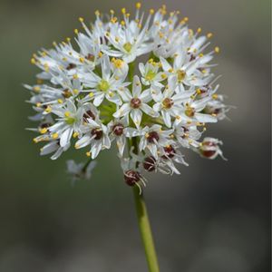 l'ail presque velu blanc