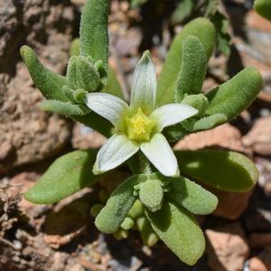 L'aizoon d'Espagne blanc