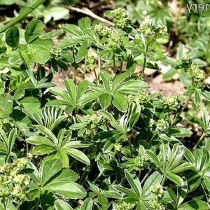 des alchémilles à feuilles pliées vertes