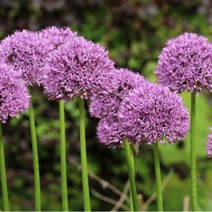 des alliums violettes