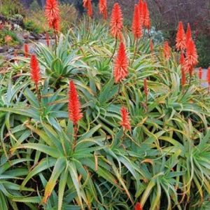 les aloès arborescents rouges